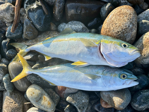 ツバイソの釣果