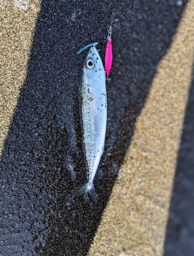 サバの釣果