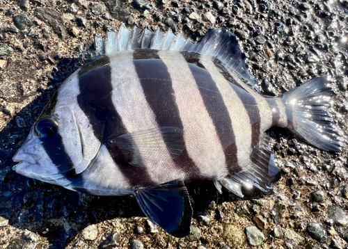 イシダイの釣果