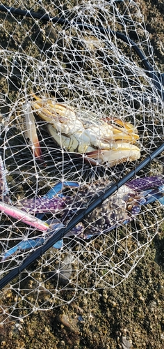 タイワンガザミの釣果