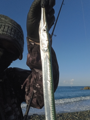 ダツの釣果