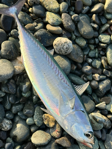 ソウダガツオの釣果