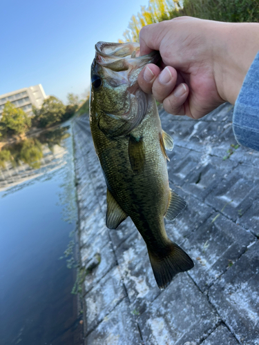 ラージマウスバスの釣果