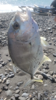 メッキの釣果