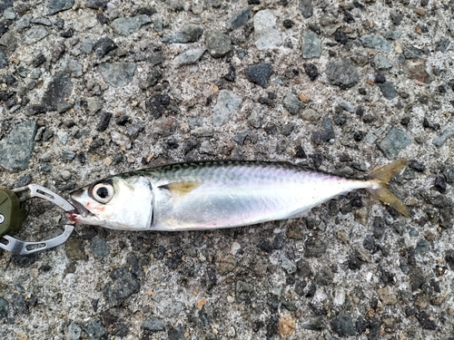 サバの釣果