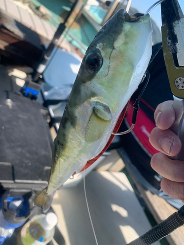 シロサバフグの釣果