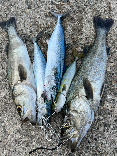 スズキの釣果