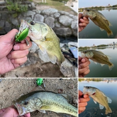 ブラックバスの釣果