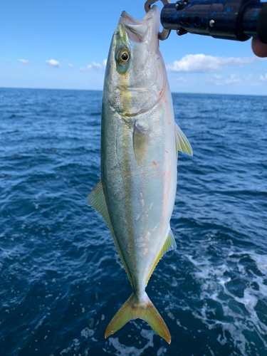 フクラギの釣果