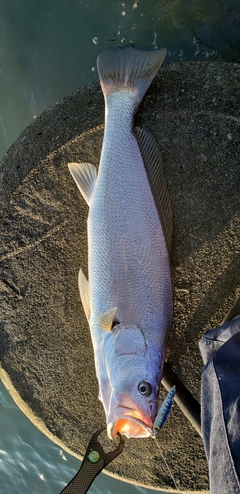 オオニベの釣果