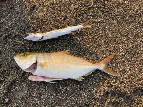 カンパチの釣果