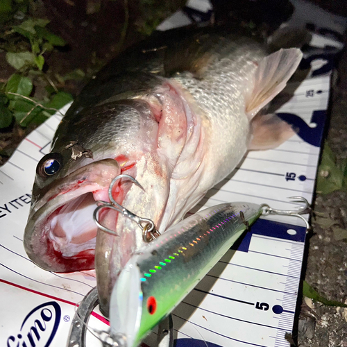 ブラックバスの釣果