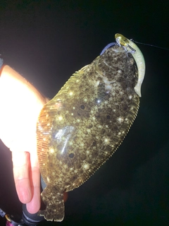 ヒラメの釣果