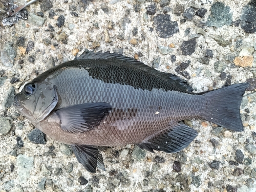 グレの釣果