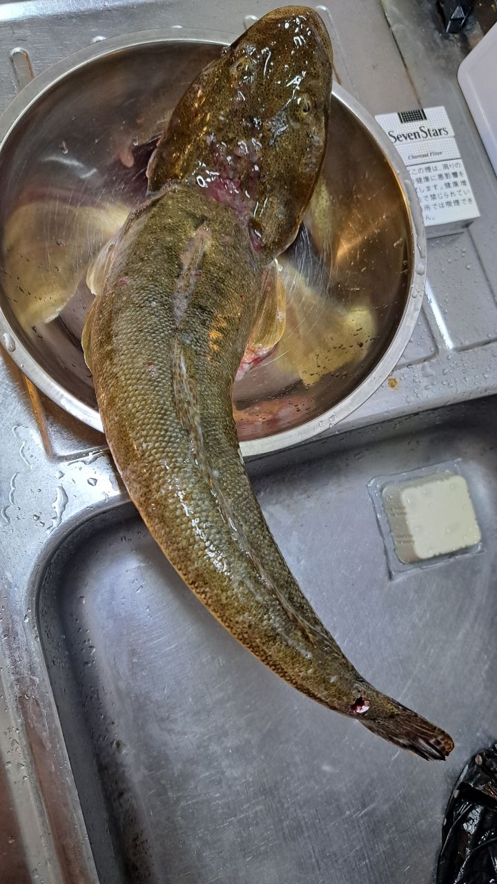 コチ