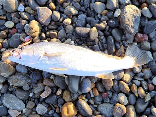 ニベの釣果