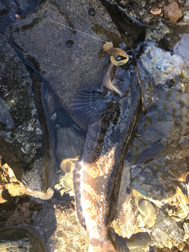 アイナメの釣果