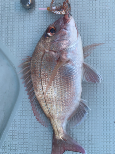 マダイの釣果