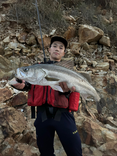 スズキの釣果