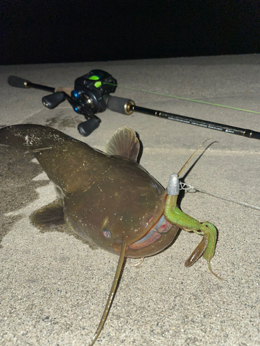 ニホンナマズの釣果