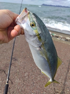 イナダの釣果