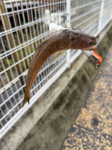 エソの釣果