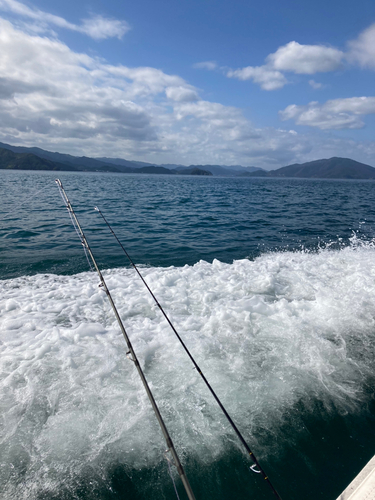 ハマチの釣果