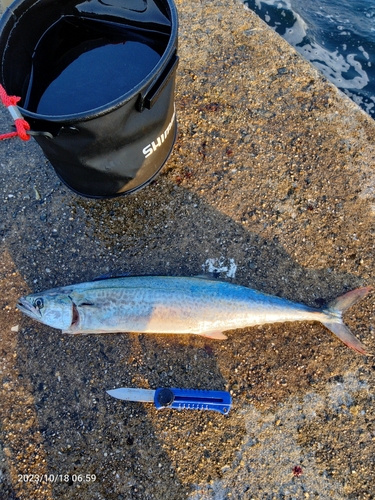 サゴシの釣果