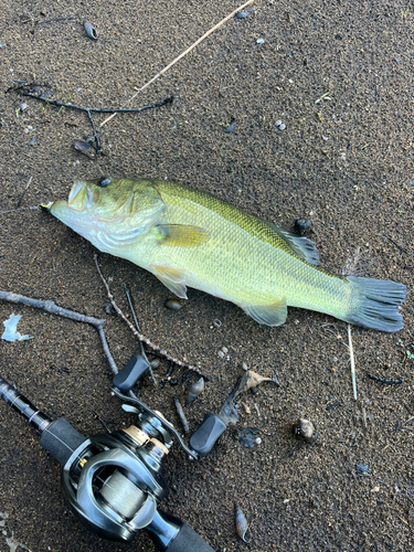 ラージマウスバスの釣果