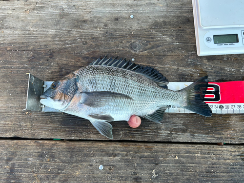 クロダイの釣果