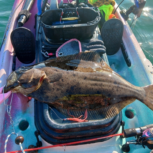 ヒラメの釣果