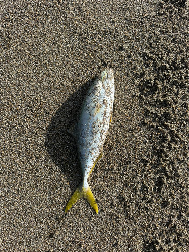 イナダの釣果