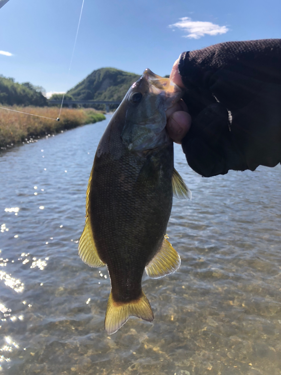 スモールマウスバス