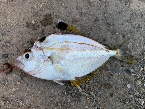 ヒイラギの釣果