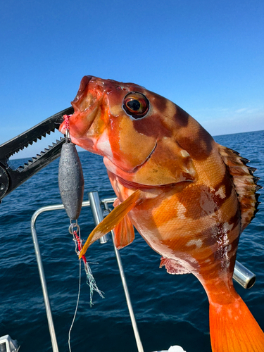 アカハタの釣果