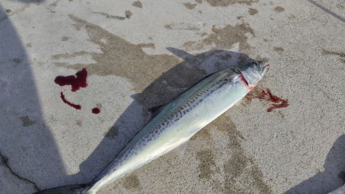 サゴシの釣果