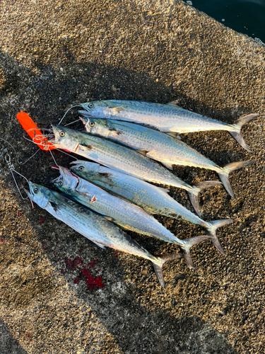 サゴシの釣果