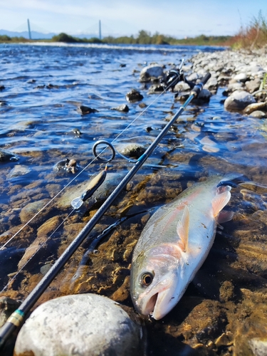 ニジマスの釣果