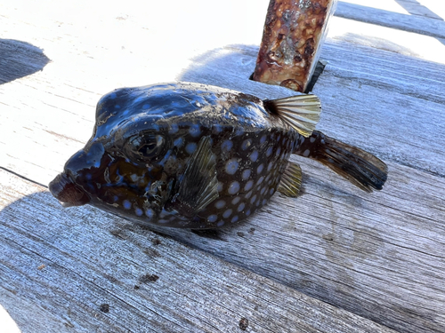 ハコフグの釣果