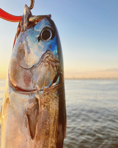 マルソウダの釣果