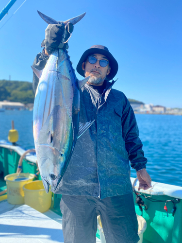 カツオの釣果