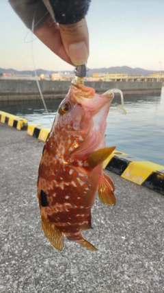 アコウの釣果