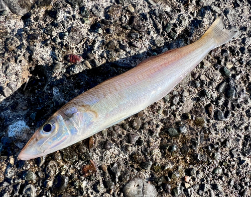 キスの釣果