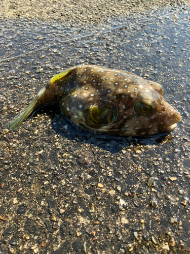 サザナミフグの釣果