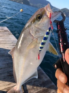 シオの釣果