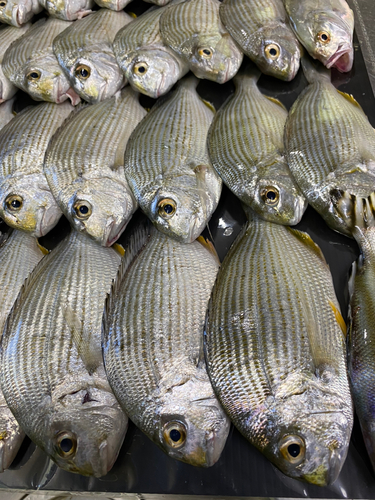 ヘダイの釣果