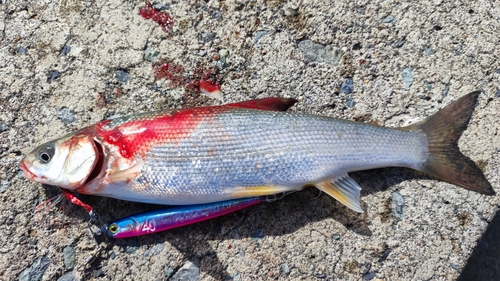 ウグイの釣果