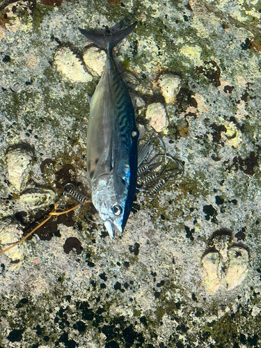 スマガツオの釣果