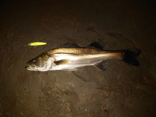 スズキの釣果