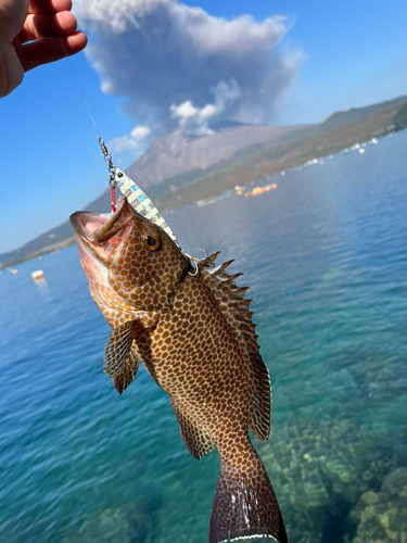 オオモンハタの釣果